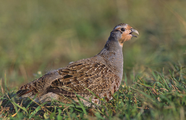 Perdix_perdix_(Marek_Szczepanek)