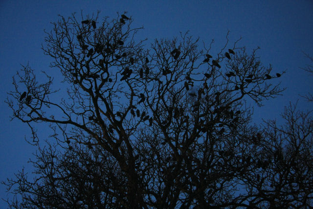 riddle-57-jackdaws_roosting_-_geograph-org-uk_-_1088561