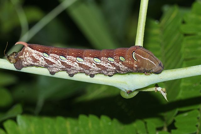 Riddle 71 Caterpillar