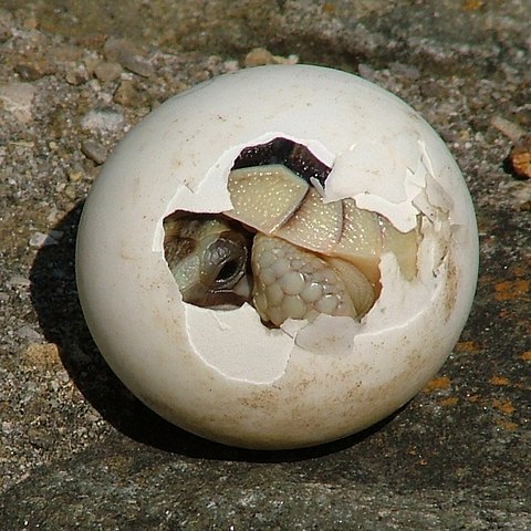 Egg