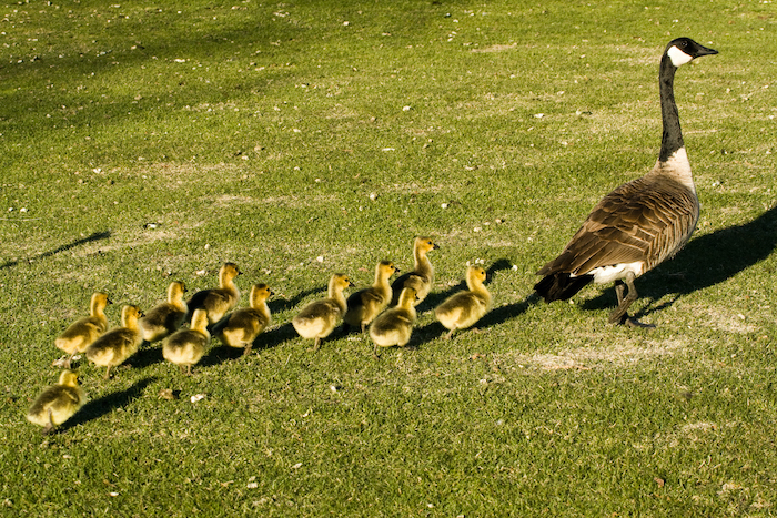 Goose and goslings