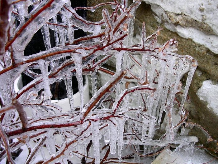 Icicles on tree