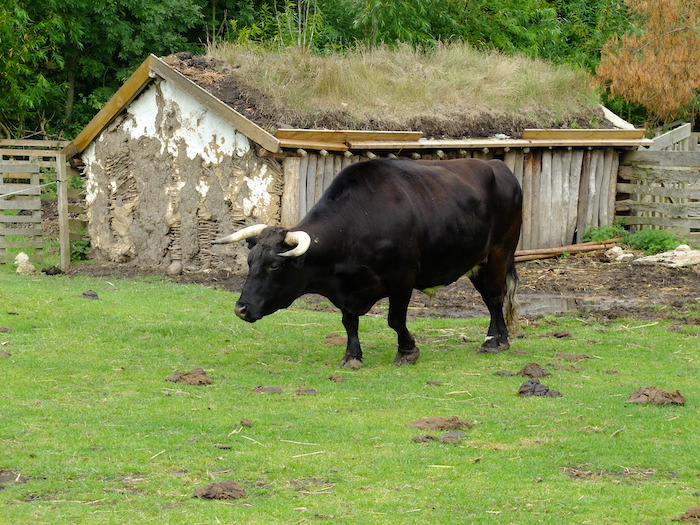 Ox in front of shed