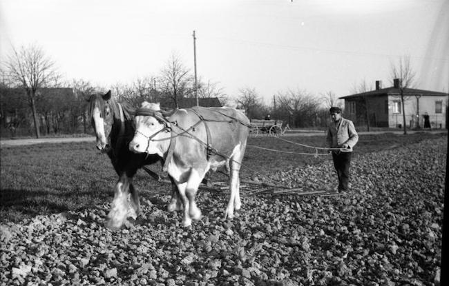 horse and ox ploughing