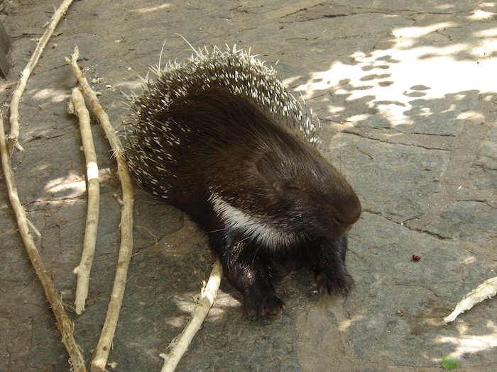 Porcupine resting