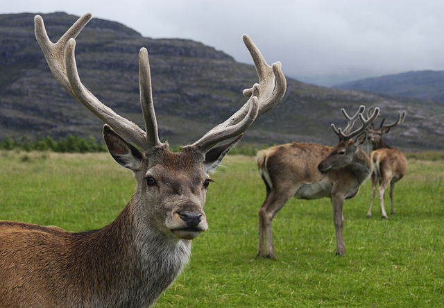 https://theriddleages.bham.ac.uk/media/images/2021/01/Red%20deer%20stag.jpg