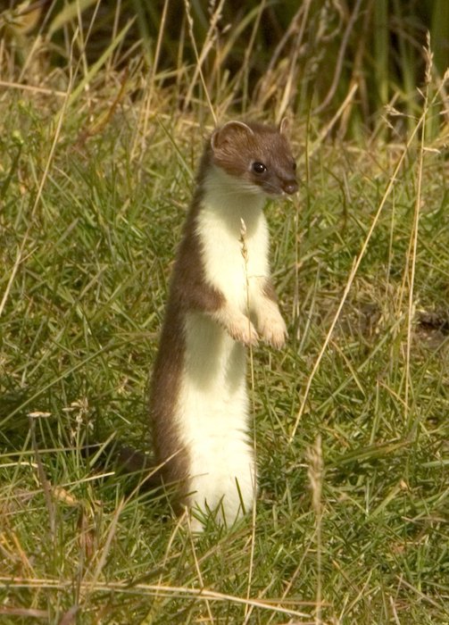 Weasel standing up