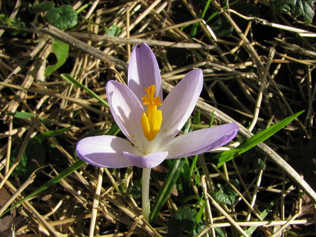 Crocus