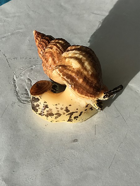 snail